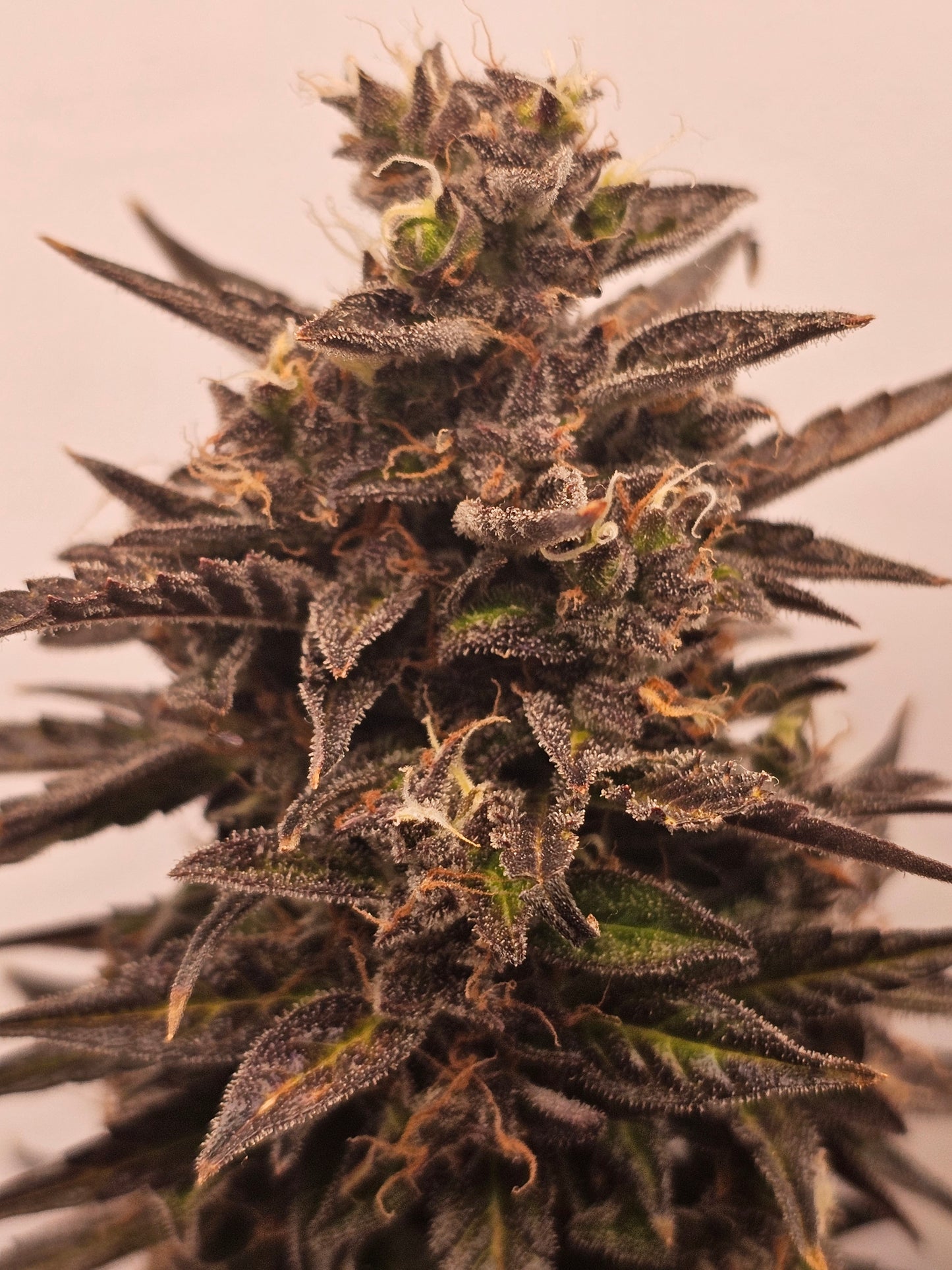 4 Stück HW Seeds Holy Gorilla (Gorilla Glue#4 x Northern Lights)