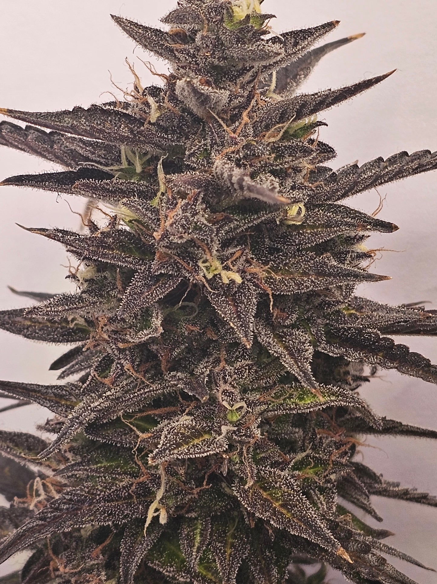 4 Stück HW Seeds Holy Gorilla (Gorilla Glue#4 x Northern Lights)