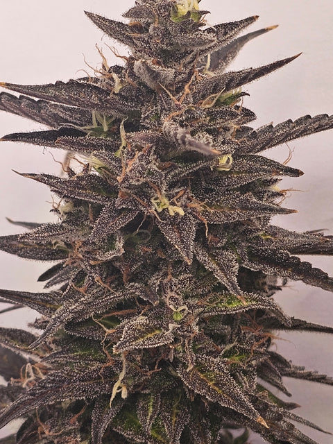 4 Stück HW Seeds Holy Gorilla (Gorilla Glue#4 x Northern Lights)
