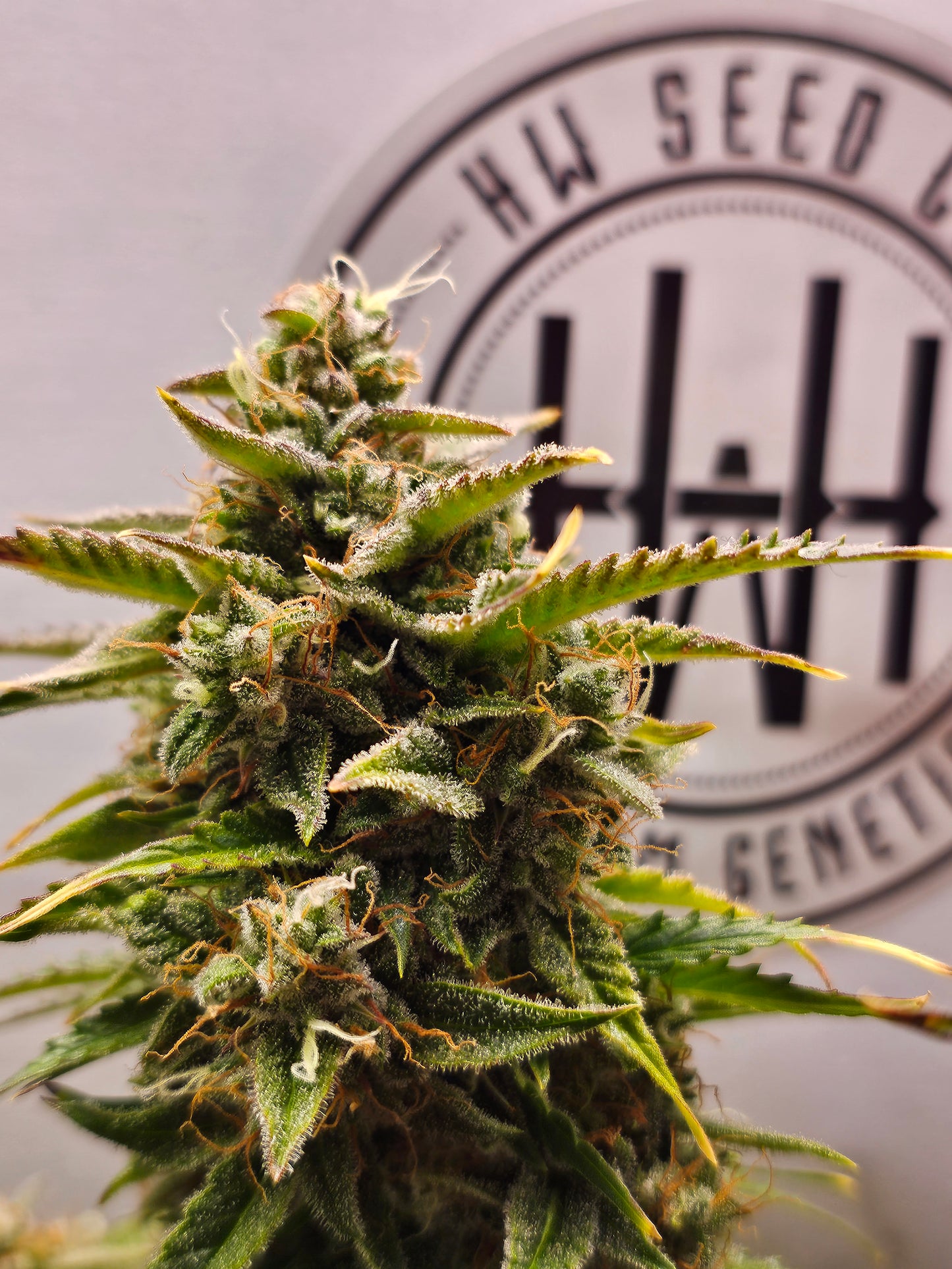 4 Stück HW Seeds Nothern Ligths x Fruit Joey Automatic (Nothern Ligths x Fruit Joey)