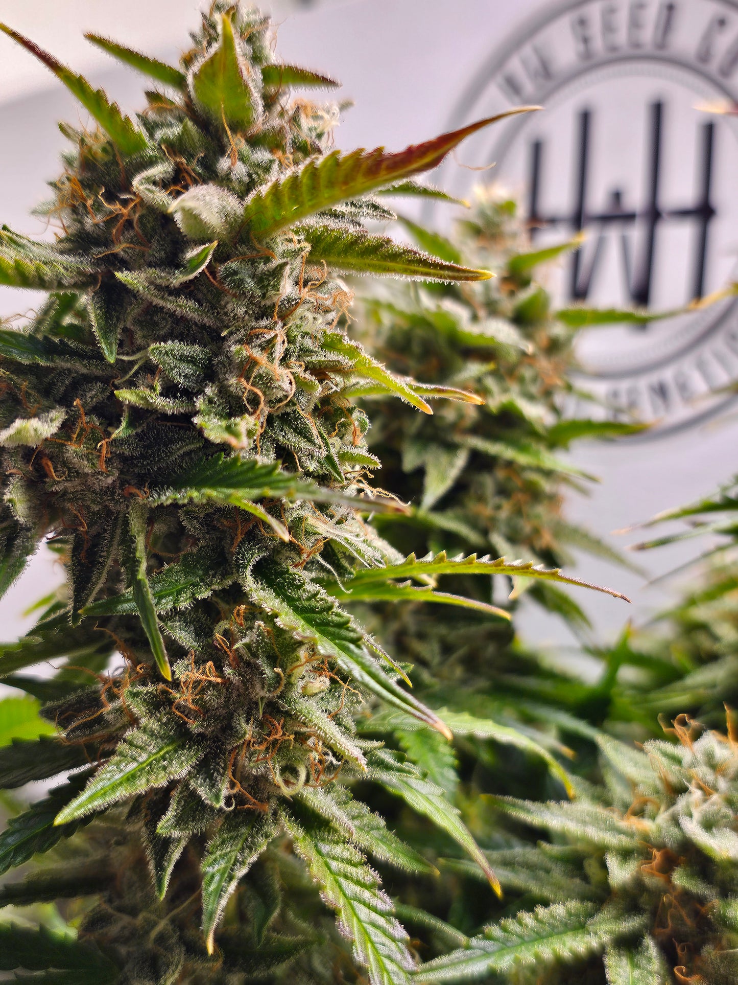 4 Stück HW Seeds Nothern Ligths x Fruit Joey Automatic (Nothern Ligths x Fruit Joey)