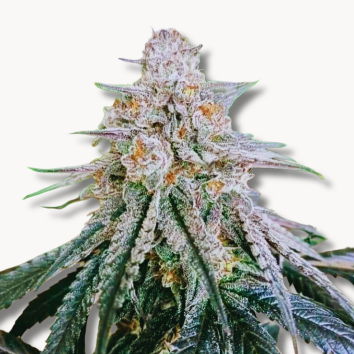 Blue Zushi (Original US Breeder Cuts)