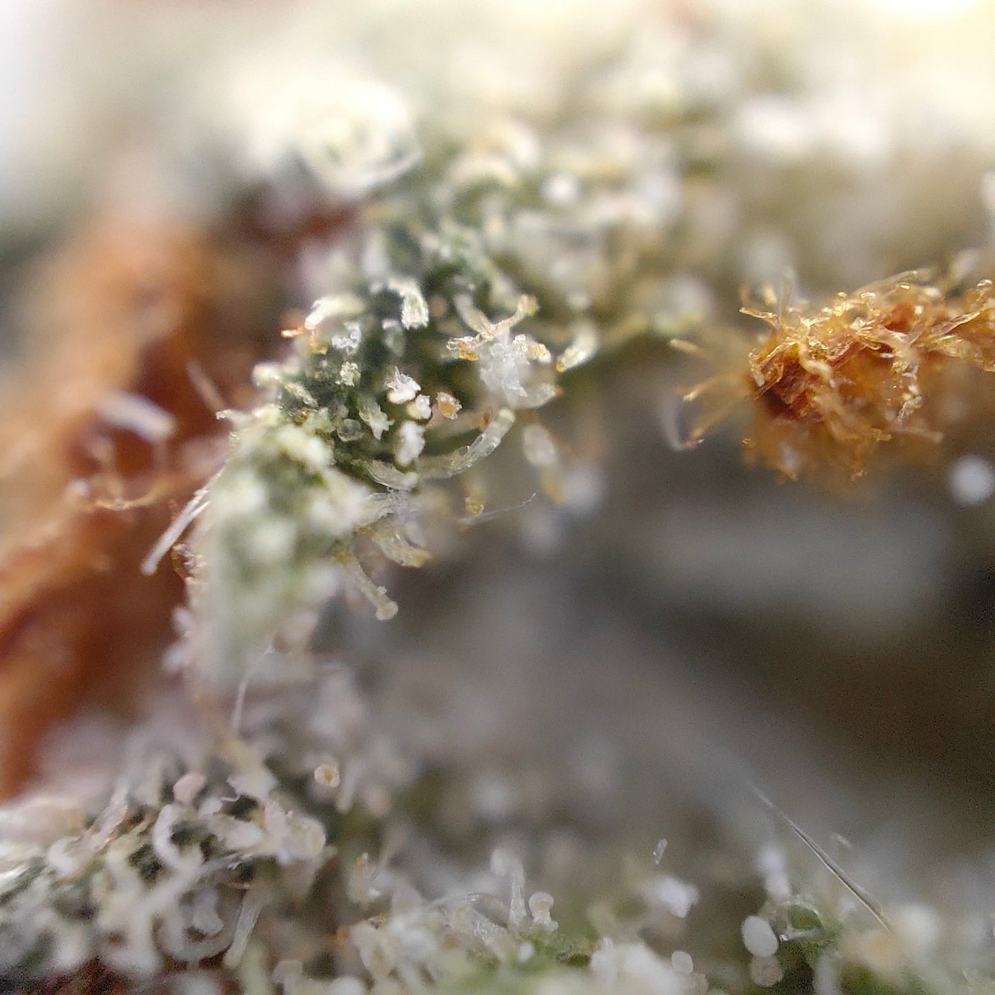 Pineapple Express - Indoor Premium CBD (Cali Genetik)