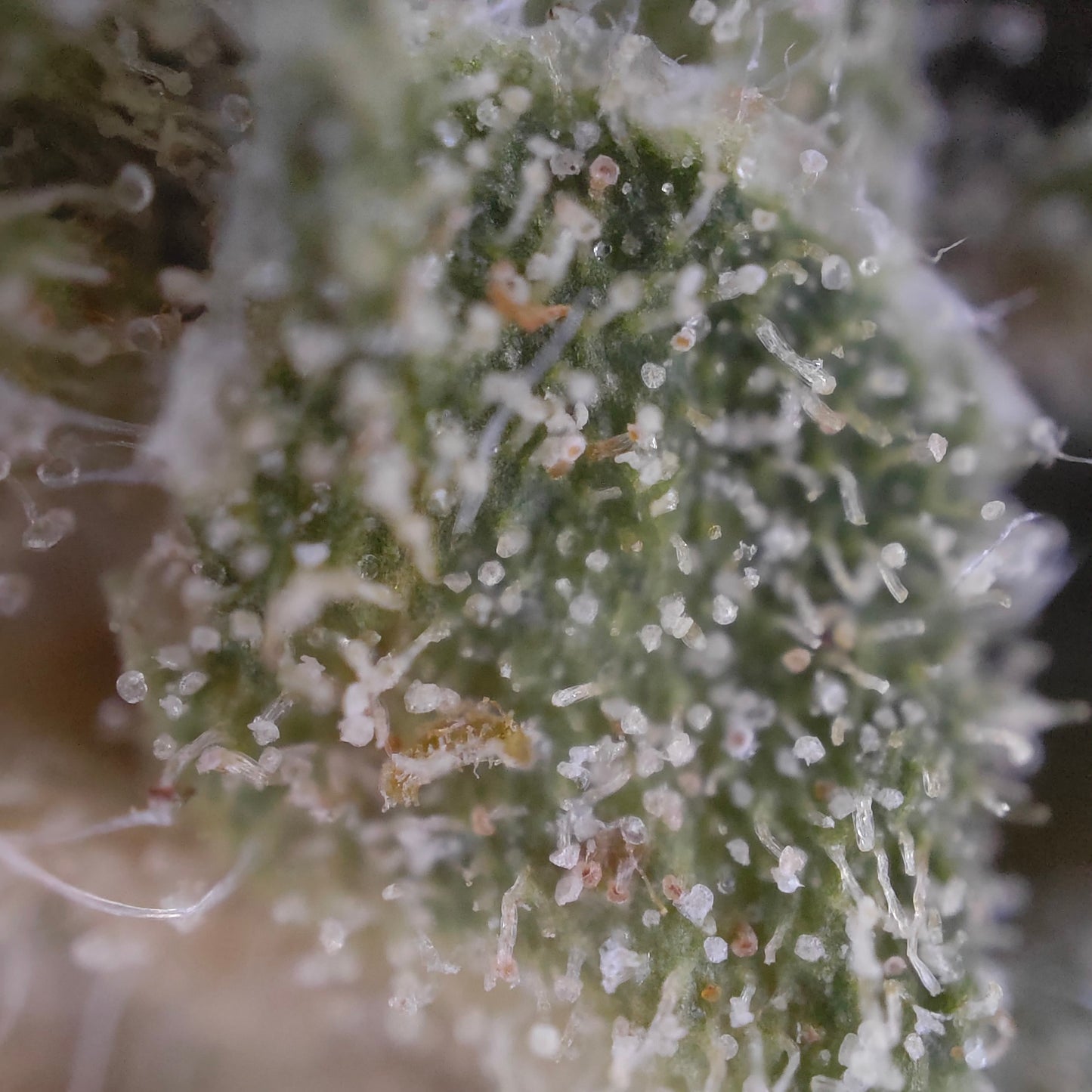 CBD Kaufen_Weed_Cannabis kaufen