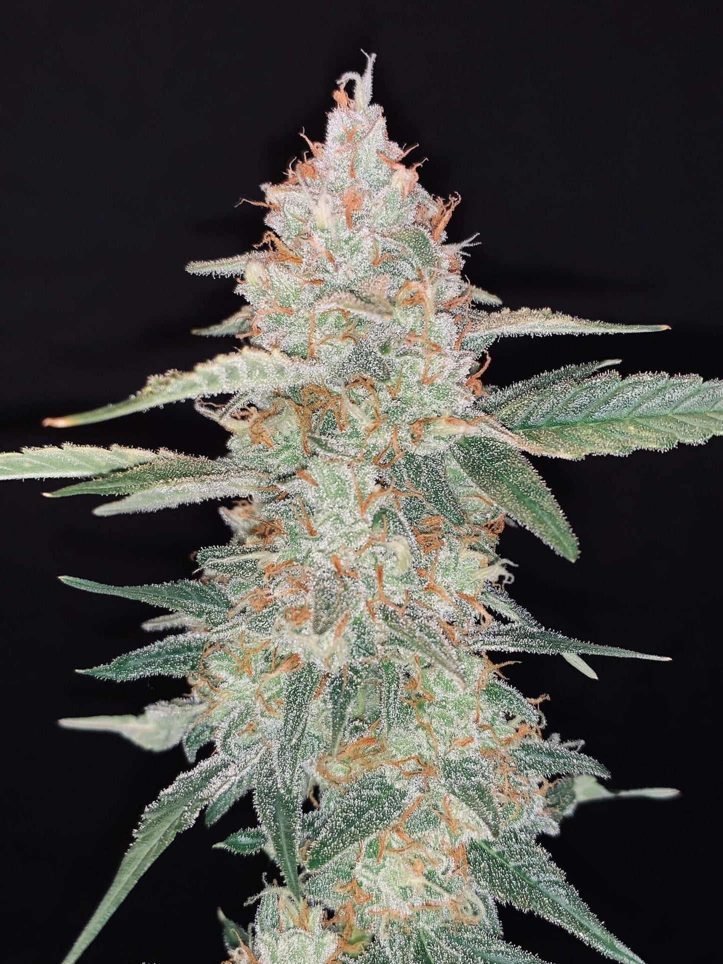 4 Stück HW Seeds Gorilla Automatic (Gorilla Glue#4 x XXL Automatic)