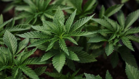 Die Geschichte des Cannabis