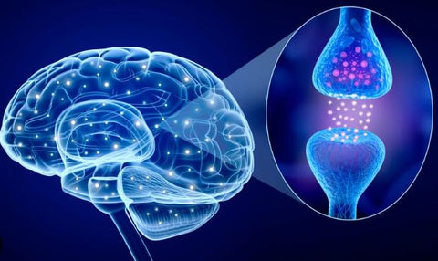 Cannabinoid Rezeptoren - wie funktionieren sie?