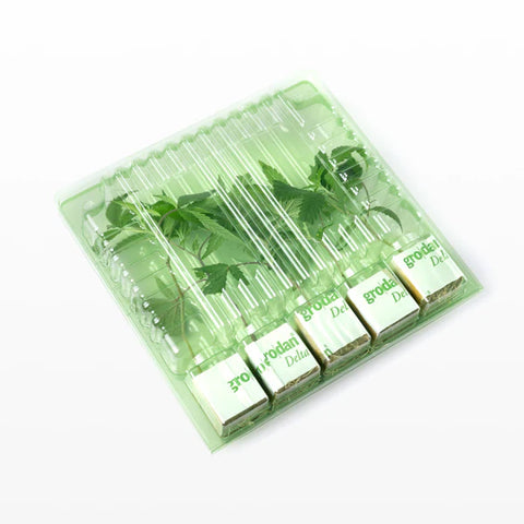 Tropicana Cherry (Original US Breeder Cuts)