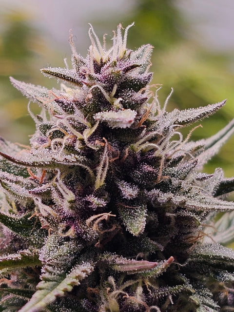 4 Stück HW Seeds Northern Lights Automatic (Northern Lights  x  XXL Automatic)