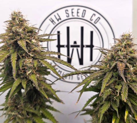 4 Stück HW Seeds Gelato  x  Jack Herer (Gelato  x  Jack Herer Automatic)