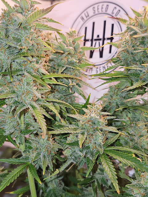 4 Stück HW Seeds Nothern Ligths  x  Fruit Joey Automatic (Nothern Ligths  x  Fruit Joey)