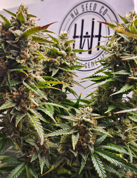 4 Stück HW Seeds Nothern Ligths  x  Fruit Joey Automatic (Nothern Ligths  x  Fruit Joey)