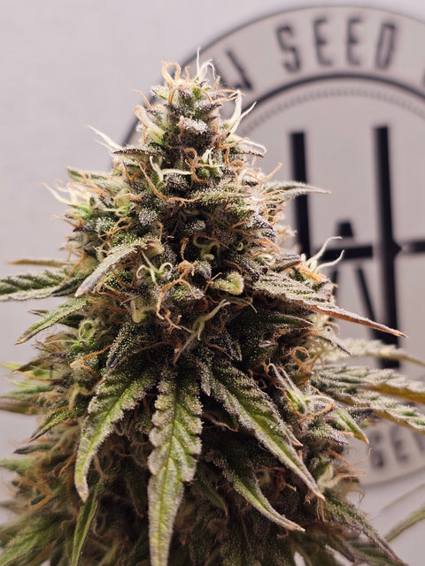 4 Stück HW Seeds Gelato  x  Jack Herer (Gelato  x  Jack Herer Automatic)