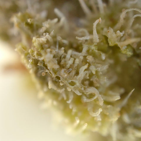 Banana Cream - Indoor Premium CBD