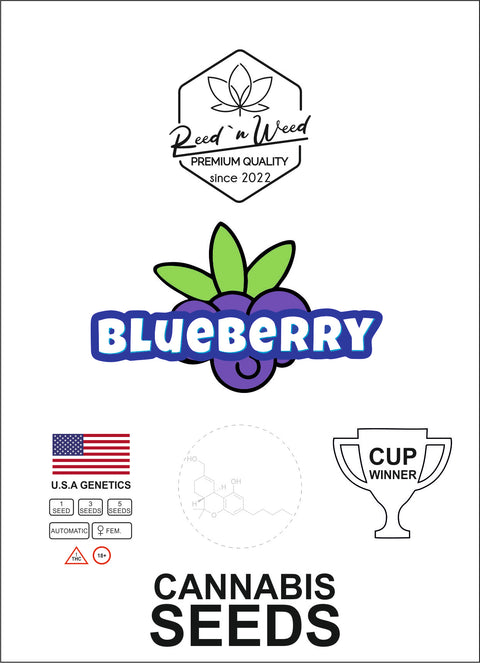Cannabi-Seeds-Samen-Blueberry-Automatic-feminisert-