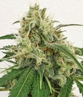 Blueberry-Autoflowering-feminisiert-automatic-Cannabis-Samen-Seeds