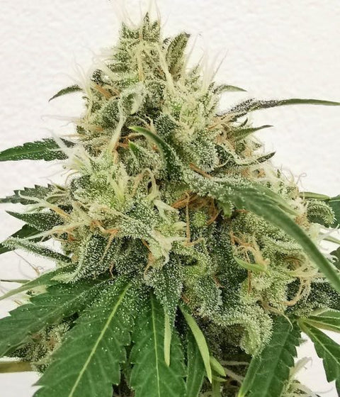 Blueberry-Autoflowering-feminisiert-automatic-Cannabis-Samen-Seeds