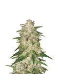 Cannabi-Seeds-Samen-Gelato-photoperiodisch-feminisert-