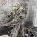 Cap Junky Original US Breeder Cuts