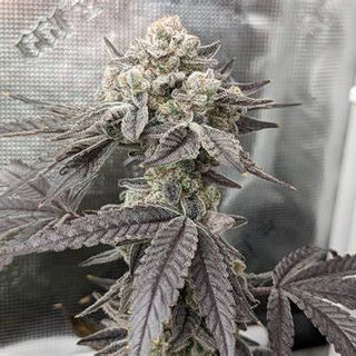 Cap Junky Original US Breeder Cuts