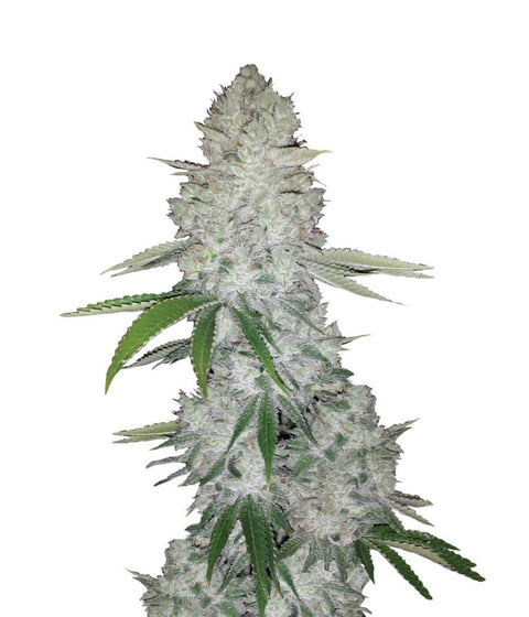 Gorilla XL - Autoflowering - Cannabis Samen feminisiert