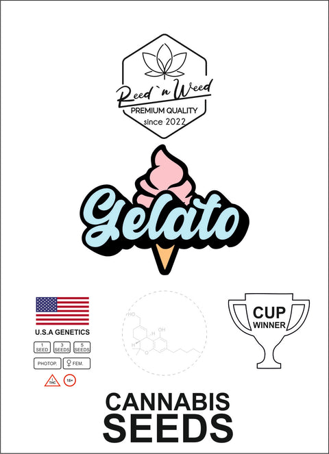 Cannabi-Seeds-Samen-Gelato-photoperiodisch-feminisert-