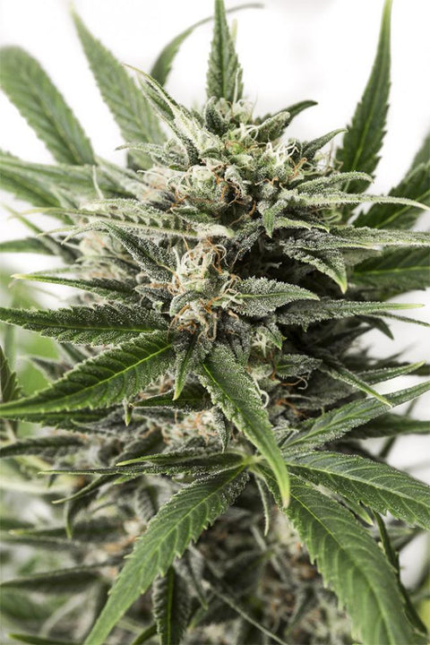 HW Seeds Amnesia 