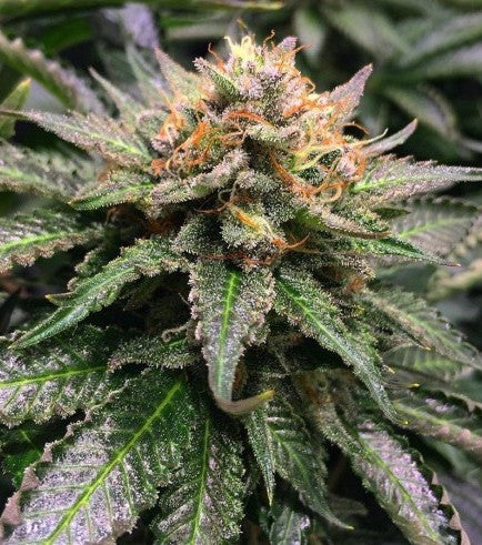 Amnesia x Lemon HW Seeds