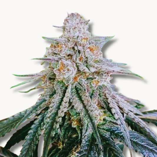 Blue Zushi (Original US Breeder Cuts)