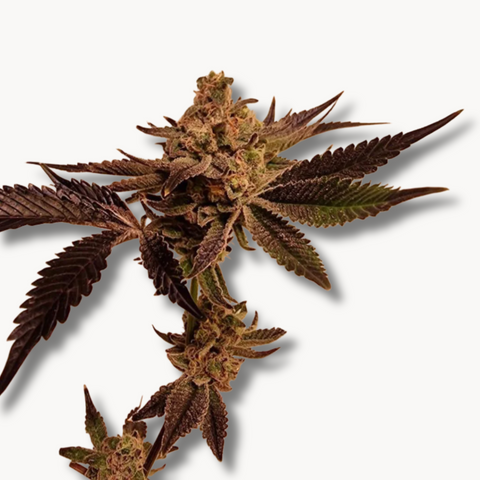 Pina Colada "Beleaf Cut" (Original US Breeder Cuts)