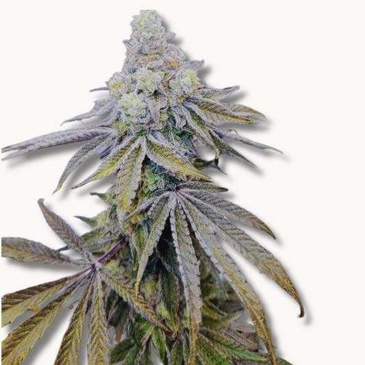 Cap Junky (Original US Breeder Cuts)