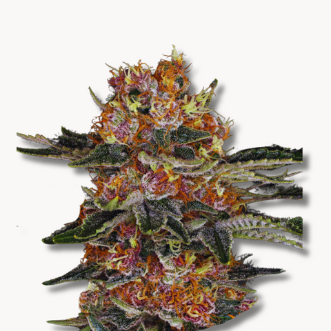 Ivory Breath (Original US Breeder Cuts)