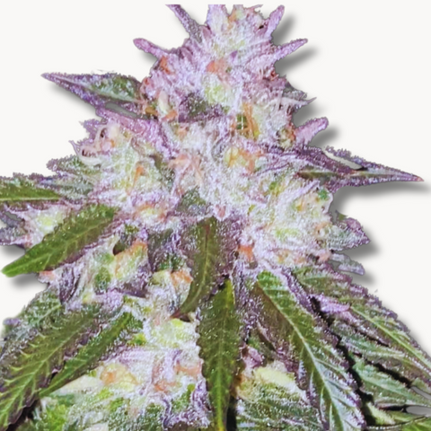 Rainbow Cadillac (Original US Breeder Cuts)