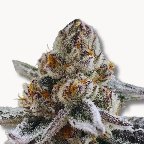 White Devil (Original US Breeder Cuts)