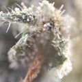 CBD Kaufen_Weed_Cannabis kaufen
