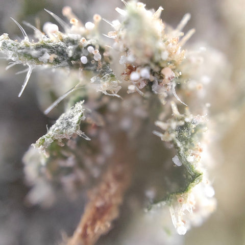 CBD Kaufen_Weed_Cannabis kaufen