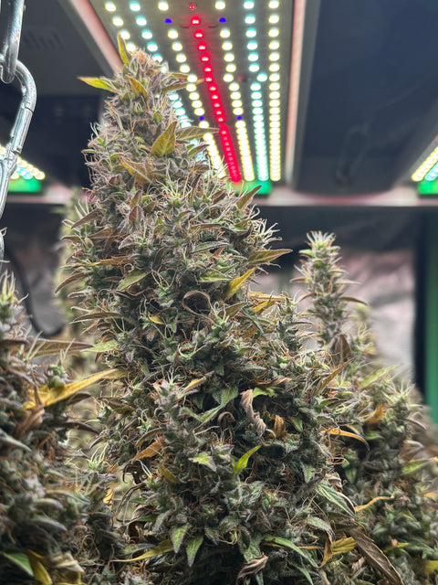 4 Stück HW Seeds Jack Herer Automatic (Jack Herer  x  XXL Automatic)