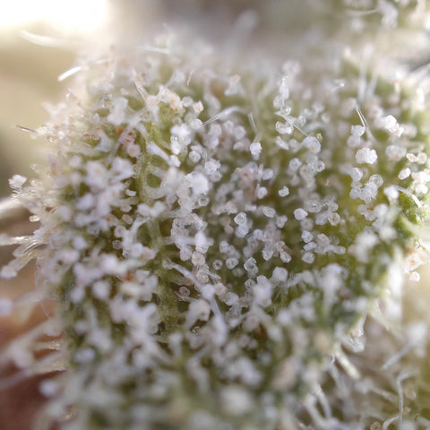 CBD Kaufen_Weed_Cannabis kaufen