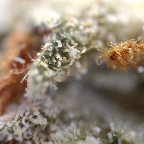 Pineapple Express - Indoor Premium CBD (Cali Genetik)