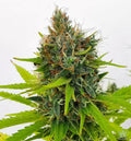 Northern-Lights-feminisiert-photoperiodisch-cannabis-Seeds-Hanfsamen