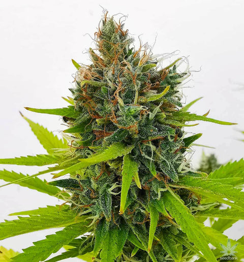 Northern-Lights-feminisiert-photoperiodisch-cannabis-Seeds-Hanfsamen