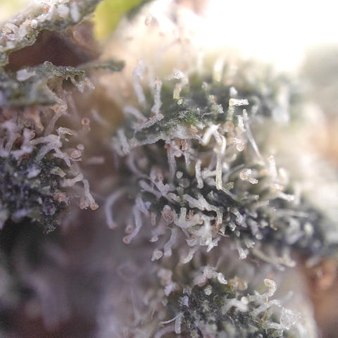 CBD Kaufen_Weed_Cannabis kaufen