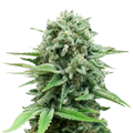 White-widow-Cannabis-Seds-Samen-Autoflowering-Reed-and-weed