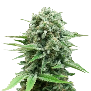 White-widow-Cannabis-Seds-Samen-Autoflowering-Reed-and-weed