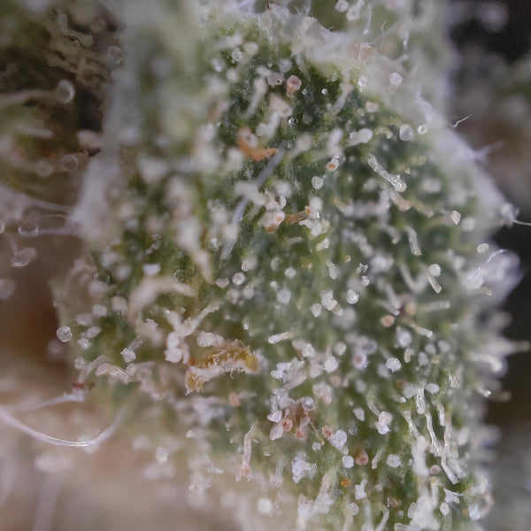 CBD Kaufen_Weed_Cannabis kaufen
