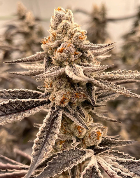 White Devil (US Cuts)