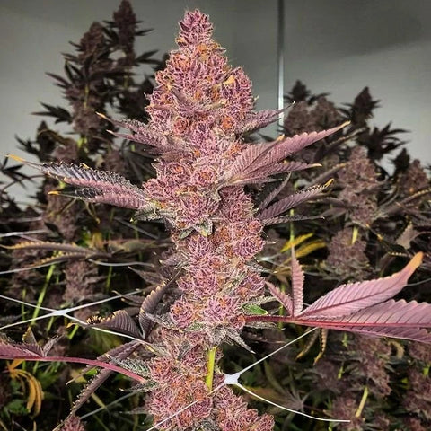 Tropicana Cherry (Original US Breeder Cuts)