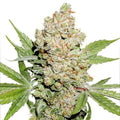 lemon-Skittlez-feminisiert-photoperiodisch-cannabis-Seeds-Hanfsamen