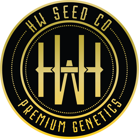 4 Stück HW Seeds Gelato  x  Jack Herer (Gelato  x  Jack Herer Automatic)