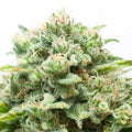 Cannabi-Seeds-Samen-Diesel-Automatic-feminisert-